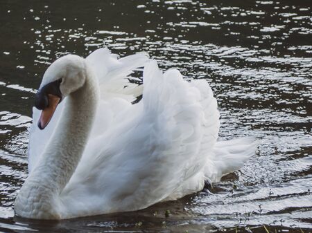 A white swan swimming on the water .の写真素材
