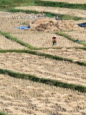 Field rice and farmer are harvesting rice , Mae Hong Son, northern Thailand .の写真素材