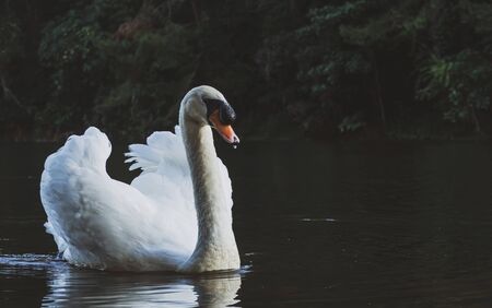 A white swan swimming on the water .の写真素材