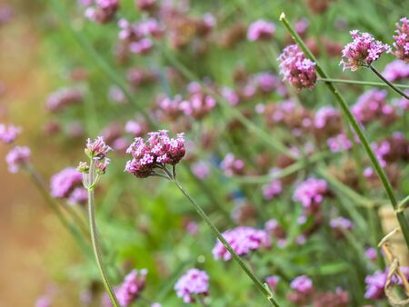 Verbena flower. Verbena pink and violet flower background .の写真素材