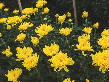 Colorful yellow and orange chrysanthemum flower bloom in the farmの写真素材