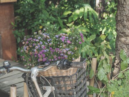 White and purple Cutter Flower is blooming beautifully in basket .の写真素材