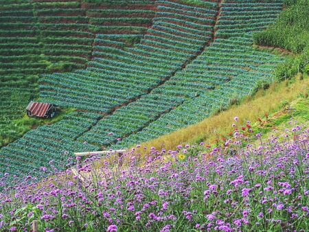 Verbena flower. Verbena pink and violet flower background .