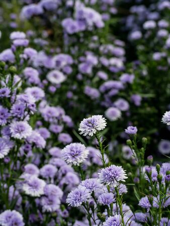 Pink,purple Margaret Flowers in garden. at Chiang Mai, Thailand .の写真素材