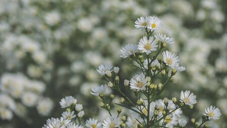 White Cutter Flower is blooming beautifully Is a flower decorated in a bouquet of flowers .の写真素材