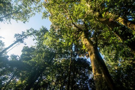 Top Trees in the forest ant shot .の写真素材