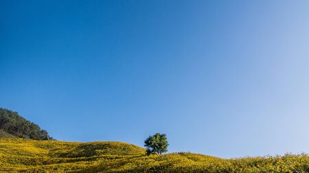 Landscape nature flower Tung Bua Tong Mexican sunflower field ,Mae Hong Son,Thailand