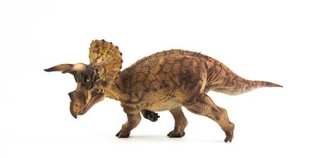 Triceratops  ,dinosaur on white background .の写真素材