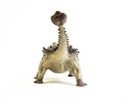 Ankylosaurus   ,dinosaur on white background .