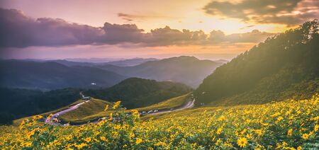 Landscape nature flower Tung Bua Tong Mexican sunflower field Mae Hong Son, Thailand .の写真素材