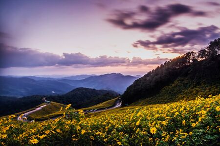 Landscape nature flower Tung Bua Tong Mexican sunflower fieldの写真素材