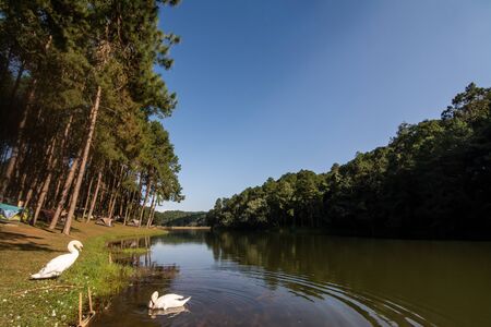 Landscape of pine trees near the reservoir .の写真素材