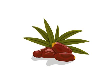 dates fruit on white backgroundのイラスト素材