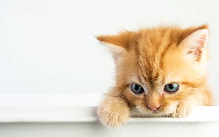Cat baby tabby Kitten Cute Beautifu on white backgroundの写真素材