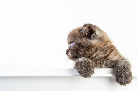 Cat baby tabby Kitten Cute Beautifu on white backgroundの写真素材