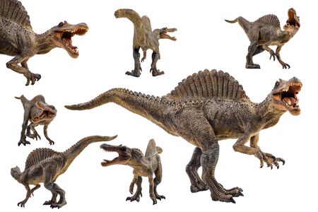 Spinosaurus  ,dinosaur on white background  .の写真素材