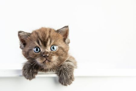 Cat baby tabby Kitten Cute Beautifu on white backgroundの写真素材