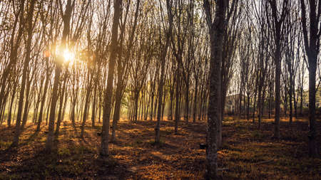 Wooded forest trees backlit by golden sunlight before sunset with sun rays pouring through trees on forest floor illuminating tree branchesの写真素材