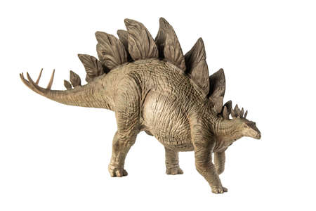 Stegosaurus Dinosaur on white background .の写真素材