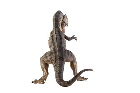 Giganotosaurus Dinosaur on white background .の写真素材