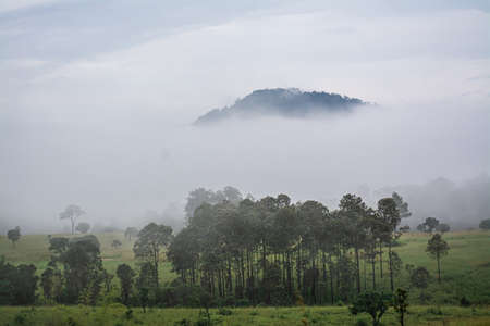 Beautiful forest landscape in Thung Salaeng Luang National Park at Phitsanulok province in Thailand....