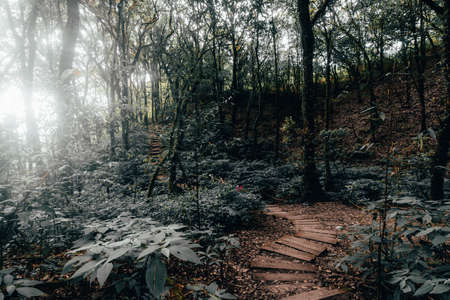 Rainforest in Doi Inthanon National Park , Thailand .