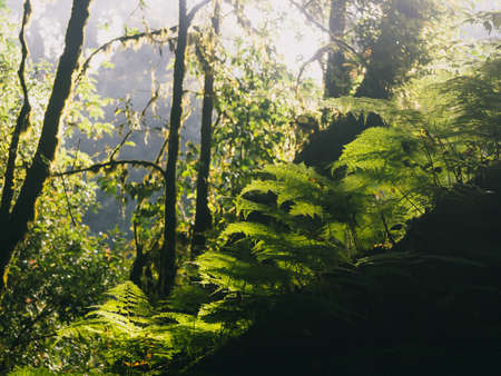 Rainforest in Doi Inthanon National Park , Thailand .