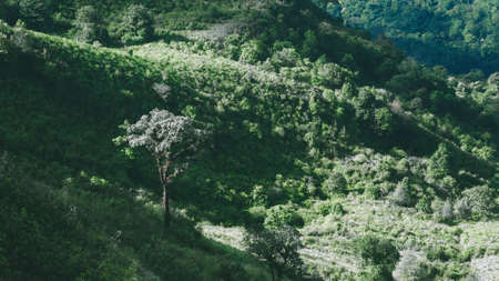 Landscape of Mountain at Doi Inthanon National Park , Thailand .