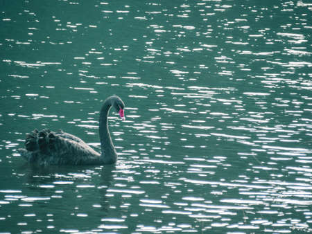 A black swan is swimming on the water .の写真素材