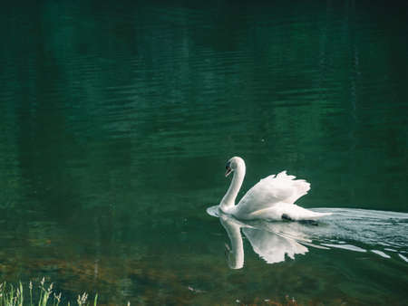 A white swan swimming on the water .