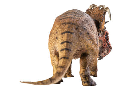 Pachyrhinosaurus  , dinosaur on white background .の写真素材