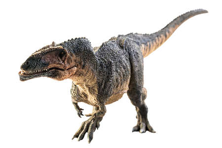 Giganotosaurus   , dinosaur on white background .の写真素材
