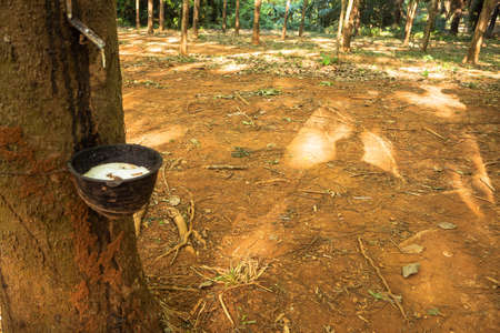 rubber tree , rubber plantation . Beautiful trees line by rubber tree .の写真素材