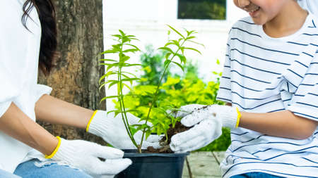 mother and son planting treesの写真素材