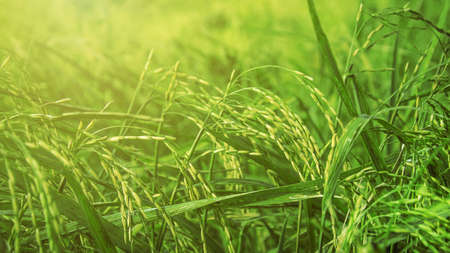 Beautiful golden green paddy rice  seeds  field Ear of rice