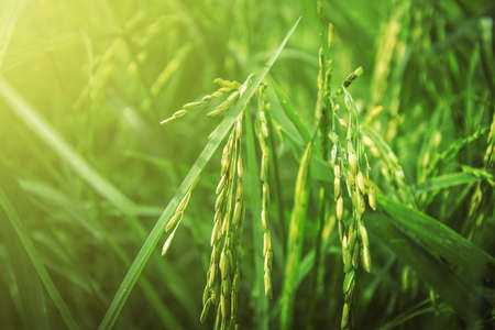 Beautiful golden green paddy rice  seeds  field Ear of riceの写真素材