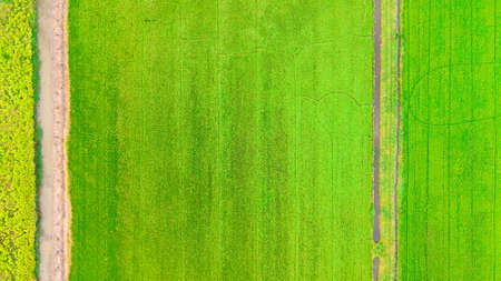 Top view Beautiful golden green paddy rice  seeds  field Ear of rice