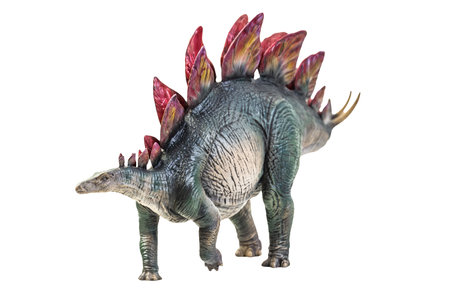dinosaur , Stegosaurus isolated backgroundの写真素材