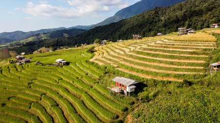 Aerial view of Rice terrace at Ban pa bong piang in Chiang mai Thailandの写真素材