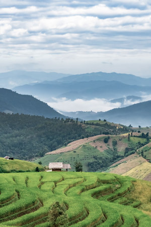 landscape of Rice terrace at Ban pa bong piang in Chiang mai Thailandの写真素材
