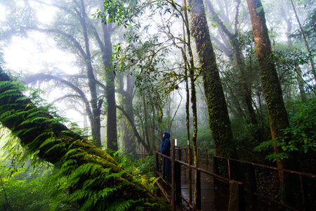 Beautiful rain forest at ang ka nature trail in doi inthanon national park, Thailand