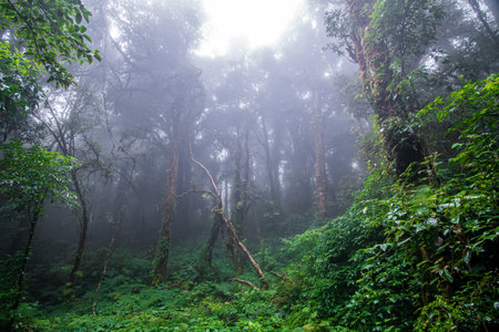 Beautiful rain forest at ang ka nature trail in doi inthanon national park, Thailand