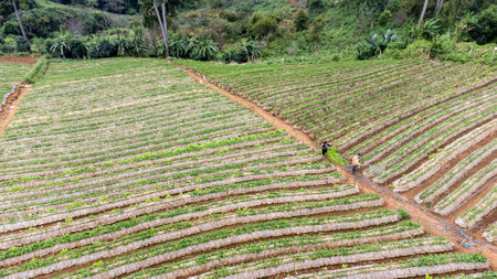 Landscape of Strawberry garden with sunrise at Doi Ang Khang , Chiang Mai, Thailand.