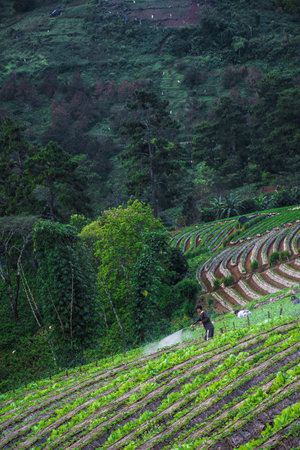 Landscape of Strawberry garden with sunrise at Doi Ang Khang , Chiang Mai, Thailand.