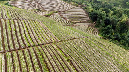 Landscape of Strawberry garden with sunrise at Doi Ang Khang , Chiang Mai, Thailand.の写真素材