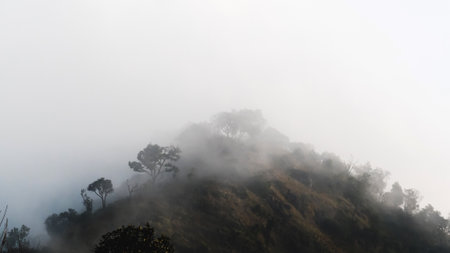 Misty landscape with fir forest mountains in fog