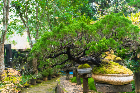 Bonsai garden Thailand Beautiful small bonsai trees with green leaves