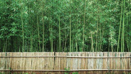 bamboo forest in Chiang Mai Thailandの写真素材