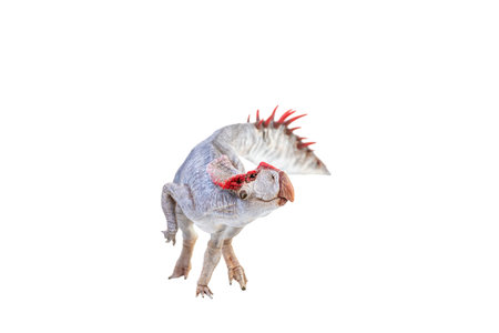 Protoceratops  , dinosaur on  isolated backgroundの写真素材