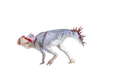 Protoceratops  , dinosaur on  isolated backgroundの写真素材